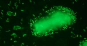 Engineers pioneer greener and cheaper technique for biofuel production