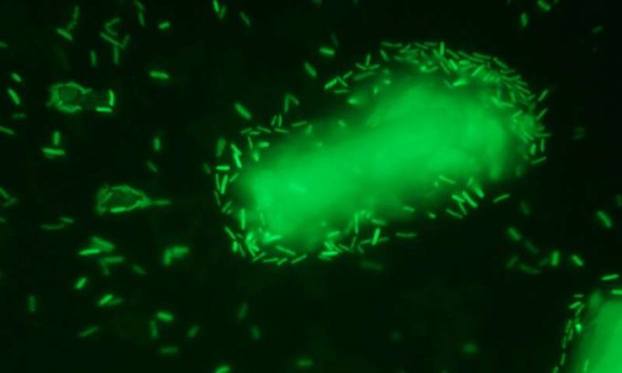 Engineers pioneer greener and cheaper technique for biofuel production Engineers pioneer greener and cheaper technique for biofuel production