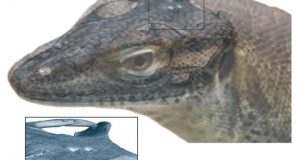 Extinct monitor lizard had four eyes fossil evidence shows