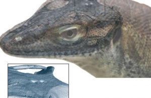 Extinct monitor lizard had four eyes fossil evidence shows
