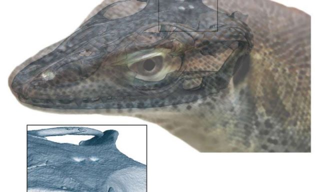Extinct monitor lizard had four eyes fossil evidence shows Extinct monitor lizard had four eyes fossil evidence shows
