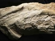 First an alga, then a squid, enigmatic fossil is actually a fish First an alga then a squid enigmatic fossil is actually a fish