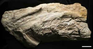 First an alga then a squid enigmatic fossil is actually a fish