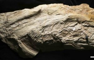 First an alga, then a squid, enigmatic fossil is actually a fish First an alga then a squid enigmatic fossil is actually a fish