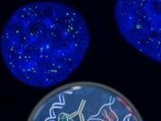 Found A new form of DNA in our cells