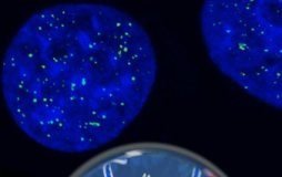 Found A new form of DNA in our cells