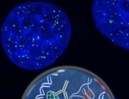 Found: A new form of DNA in our cells Found A new form of DNA in our cells
