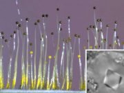 Fungus senses gravity using gene borrowed from bacteria