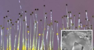 Fungus senses gravity using gene borrowed from bacteria