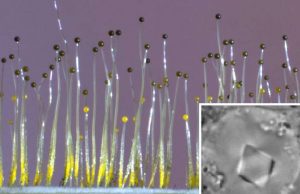 Fungus senses gravity using gene borrowed from bacteria Fungus senses gravity using gene borrowed from bacteria
