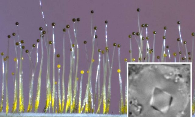 Fungus senses gravity using gene borrowed from bacteria Fungus senses gravity using gene borrowed from bacteria