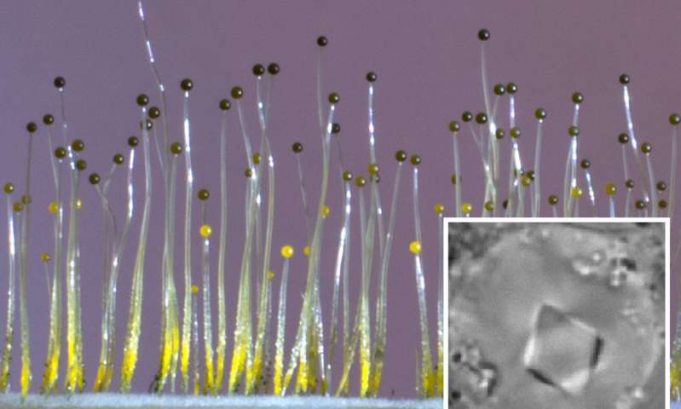 Fungus senses gravity using gene borrowed from bacteria Fungus senses gravity using gene borrowed from bacteria