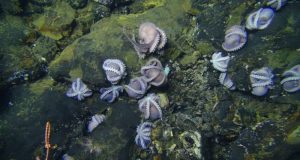 Giant group of octopus moms discovered in the deep sea