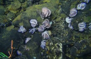Giant group of octopus moms discovered in the deep sea Giant group of octopus moms discovered in the deep sea