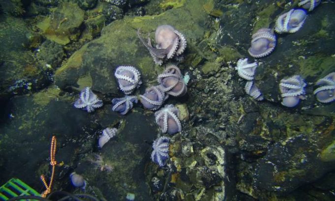 Giant group of octopus moms discovered in the deep sea