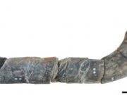 Giant ichthyosaur is one of largest animals ever
