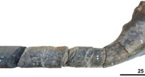 Giant ichthyosaur is one of largest animals ever