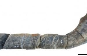 Giant ichthyosaur is one of largest animals ever Giant ichthyosaur is one of largest animals ever