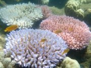 Global warming is transforming the Great Barrier Reef Global warming is transforming the Great Barrier Reef