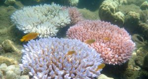 Global warming is transforming the Great Barrier Reef
