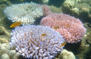 Global warming is transforming the Great Barrier Reef Global warming is transforming the Great Barrier Reef