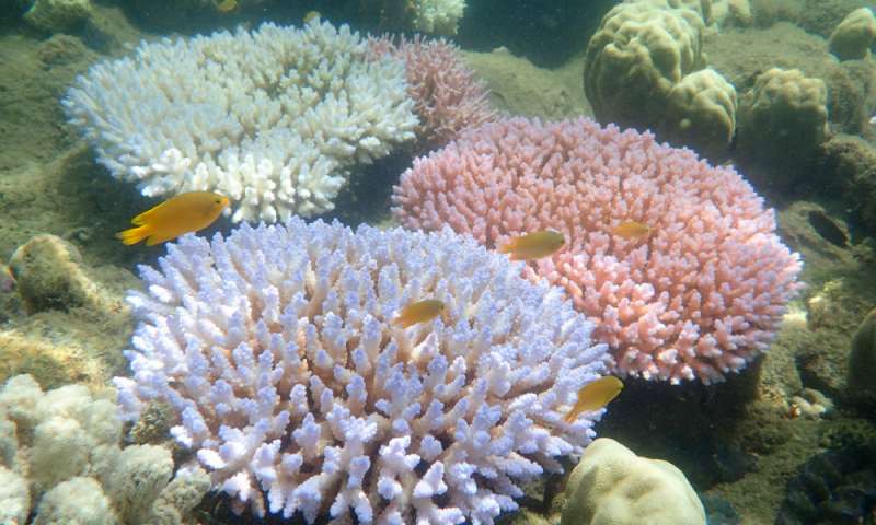 Global warming is transforming the Great Barrier Reef