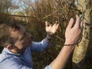 Just one more ash dieback spore could push European ash trees to the brink