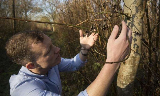 Just one more ash dieback spore could push European ash trees to the brink Just one more ash dieback spore could push European ash trees to the brink