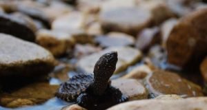 Land use and pollution shift female to male ratios in snapping turtles