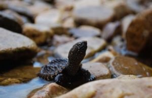 Land use and pollution shift female-to-male ratios in snapping turtles Land use and pollution shift female to male ratios in snapping turtles