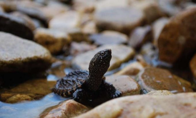 Land use and pollution shift female to male ratios in snapping turtles