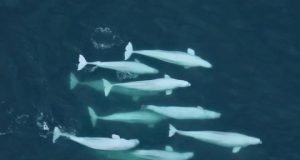 Like human societies whales value culture and family ties