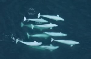 Like human societies, whales value culture and family ties Like human societies whales value culture and family ties