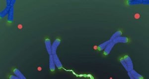 Long sought structure of telomerase paves way for new drugs for aging cancer