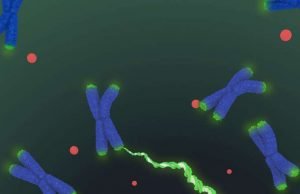 Long-sought structure of telomerase paves way for new drugs for aging, cancer Long sought structure of telomerase paves way for new drugs for aging cancer