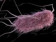 Machine learning software predicts behavior of bacteria