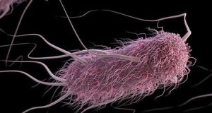 Machine learning software predicts behavior of bacteria