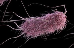 Machine-learning software predicts behavior of bacteria Machine learning software predicts behavior of bacteria