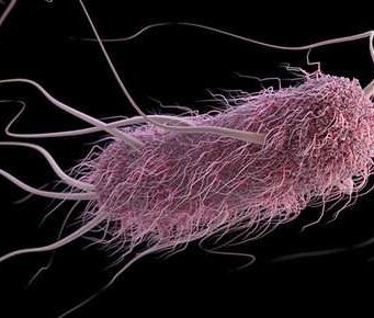 Machine-learning software predicts behavior of bacteria Machine learning software predicts behavior of bacteria