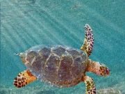 New ancestor of modern sea turtles found in Alabama