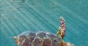 New ancestor of modern sea turtles found in Alabama