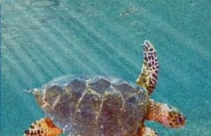 New ancestor of modern sea turtles found in Alabama New ancestor of modern sea turtles found in Alabama