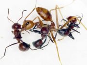 New ant species from Borneo explodes to defend its colony