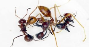 New ant species from Borneo explodes to defend its colony