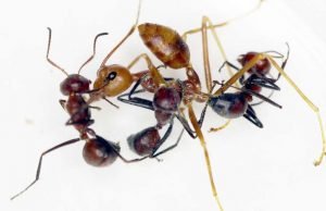 New ant species from Borneo explodes to defend its colony New ant species from Borneo explodes to defend its colony