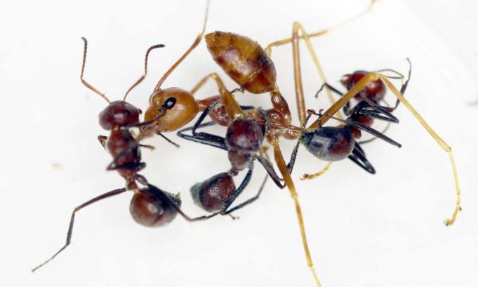New ant species from Borneo explodes to defend its colony