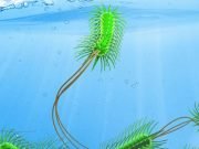 New method predicts evolution