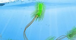 New method predicts evolution