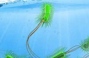 New method predicts evolution New method predicts evolution