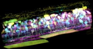 New microscope captures detailed 3 D movies of cells deep within living systems 1